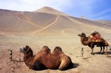 The Bactrian camel (Camelus bactrianus) is a large even-toed ungulate native to the steppes of central Asia. It is presently restricted in the wild to remote regions of the Gobi and Taklimakan Deserts of Mongolia and Xinjiang, China. The Bactrian camel has two humps on its back, in contrast to the single-humped Dromedary camel.<br/><br/>

The Bezeklik Thousand Buddha Caves (Bozikeli Qian Fo Dong) are complex of Buddhist cave grottos dating from the 5th to the 9th centuries. There are 77 rock-cut caves at the site. Some ceilings are painted with a large Buddha surrounded by other figures, including Indians, Persians and Europeans. The quality of the murals vary with some being artistically naive while others are masterpieces of religious art.