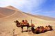 China: Camels in the desert near the Bezeklik Caves, Turpan, Xinjiang Province